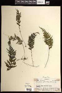 Hymenophyllum imbricatum image