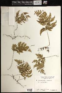 Hymenophyllum demissum image