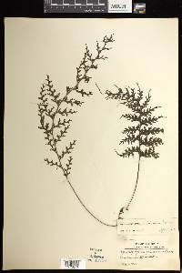 Hymenophyllum imbricatum image