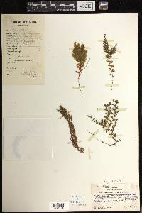 Hymenophyllum brassii image