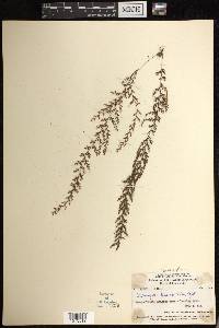 Hymenophyllum brassii image