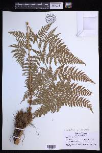 Dryopteris campyloptera image