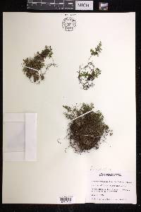 Hymenophyllum wrightii image