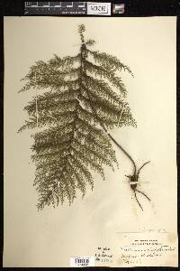 Callistopteris apiifolia image