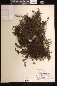 Hymenophyllum acanthoides image