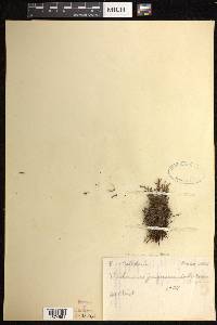Polyphlebium vieillardii image