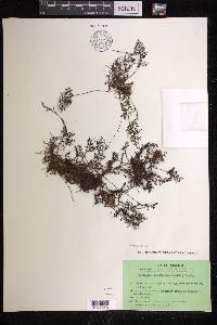 Hymenophyllum acanthoides image