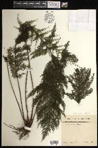 Callistopteris apiifolia image