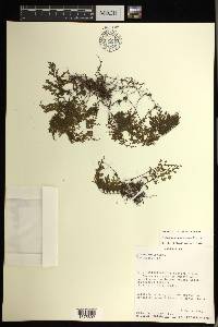 Hymenophyllum polyanthos image