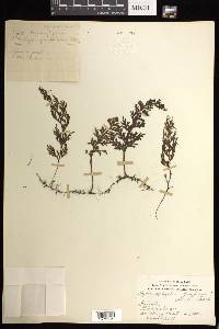 Hymenophyllum junghuhnii image