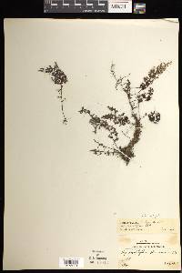 Hymenophyllum inaequale image