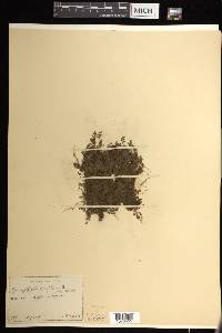 Hymenophyllum wrightii image