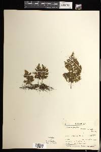 Hymenophyllum sanguinolentum image