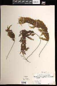 Hymenophyllum longifolium image