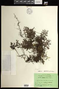 Hymenophyllum junghuhnii image