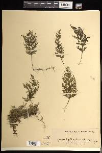 Hymenophyllum productum image