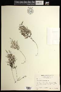 Hymenophyllum multifidum image