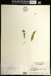 Hymenophyllum darwinii image