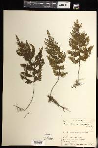 Hymenophyllum scabrum image