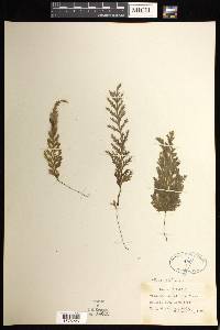 Hymenophyllum pallidum image