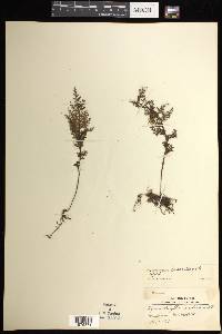 Hymenophyllum reinwardtii image