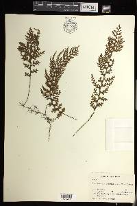 Hymenophyllum sanguinolentum image