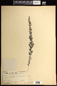 Hymenophyllum ooides image
