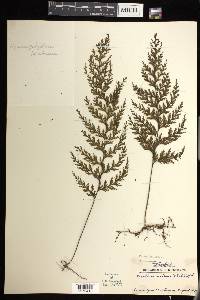 Hymenophyllum scabrum image