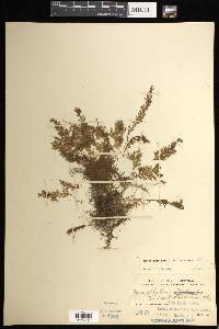 Hymenophyllum pilosissimum image