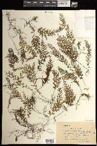 Hymenophyllum inaequale image