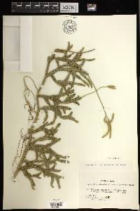 Lycopodium japonicum image
