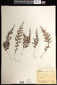 Hymenophyllum inaequale image