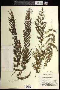 Hymenophyllum pallidum image