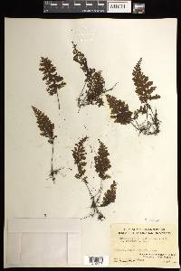 Hymenophyllum inaequale image