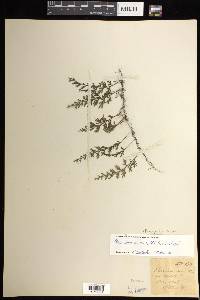 Hymenophyllum reinwardtii image