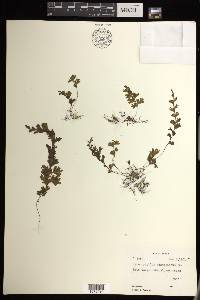 Hymenophyllum simonsianum image