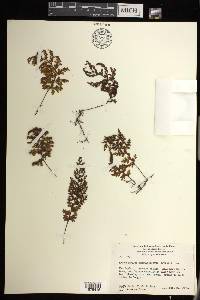 Hymenophyllum sanguinolentum image