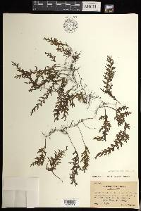 Hymenophyllum productum image