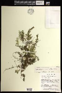 Hymenophyllum microchilum image