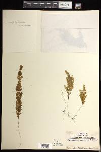 Hymenophyllum darwinii image