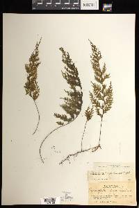 Hymenophyllum junghuhnii image