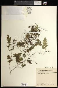 Hymenophyllum pallidum image