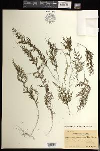 Hymenophyllum productum image