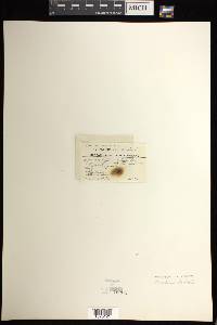 Hymenophyllum leratii image