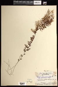 Hymenophyllum novoguineense image
