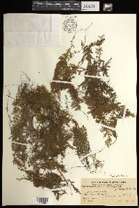 Hymenophyllum pilosissimum image