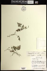 Hymenophyllum reinwardtii image