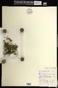 Hymenophyllum ridleyi image
