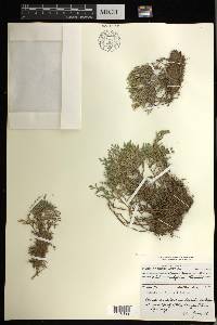 Selaginella bigelovii image