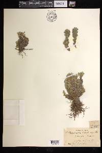 Selaginella lepidophylla image